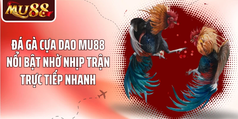 Đá Gà Cựa Dao MU88 - Hiểu Luật Trận Và Nhịp Đấu Nhanh - betzora99